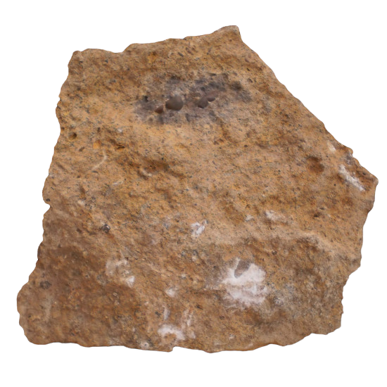 Acrodus lateralis