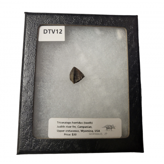 triceratops horridus (tooth)