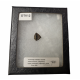 triceratops horridus (tooth)