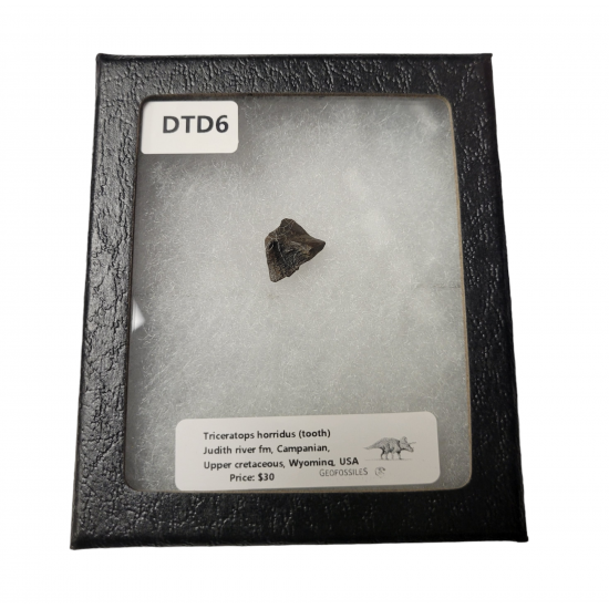 triceratops horridus (tooth)