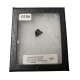 triceratops horridus (tooth)