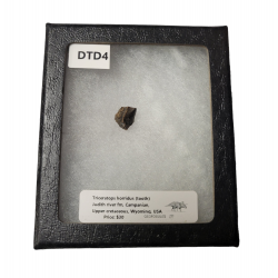 triceratops horridus (dent)
