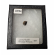 triceratops horridus (tooth)