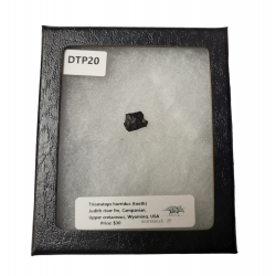 triceratops horridus (tooth)