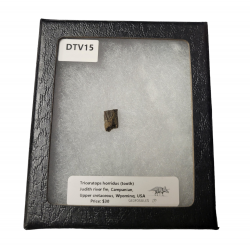 triceratops horridus (tooth)