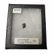 triceratops horridus (tooth)