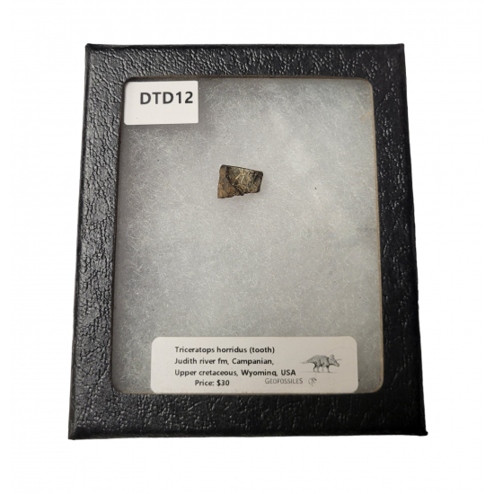 triceratops horridus (tooth)