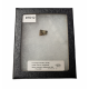 triceratops horridus (tooth)