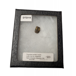 triceratops horridus (tooth)