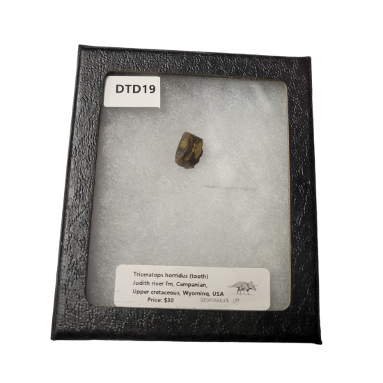 triceratops horridus (tooth)