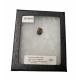 triceratops horridus (tooth)