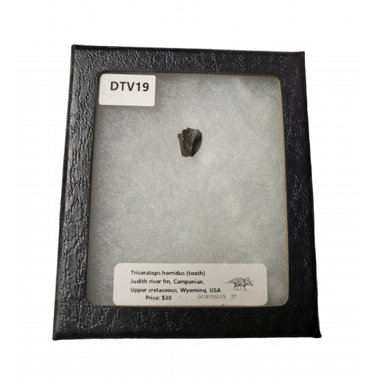 triceratops horridus (tooth)