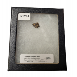 triceratops horridus (dent)