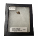 triceratops horridus (tooth)
