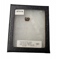 triceratops horridus (dent)