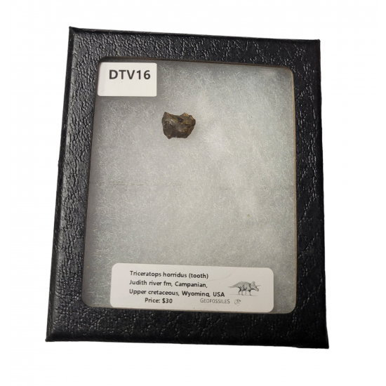 triceratops horridus (tooth)