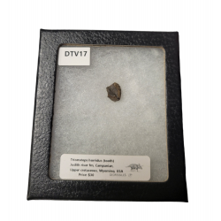 triceratops horridus (tooth)