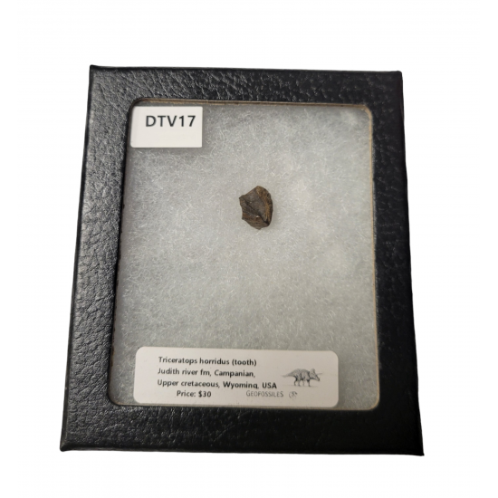 triceratops horridus (tooth)