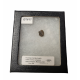 triceratops horridus (tooth)