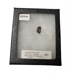 triceratops horridus (tooth)