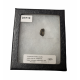 triceratops horridus (tooth)