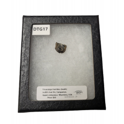 triceratops horridus (tooth)