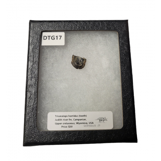 triceratops horridus (tooth)