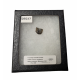 triceratops horridus (tooth)