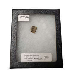 triceratops horridus (dent)