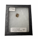 triceratops horridus (tooth)
