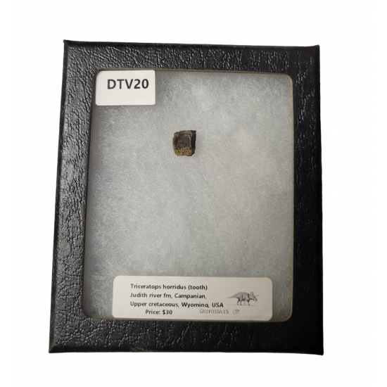 triceratops horridus (tooth)