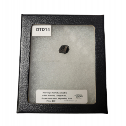 triceratops horridus (tooth)