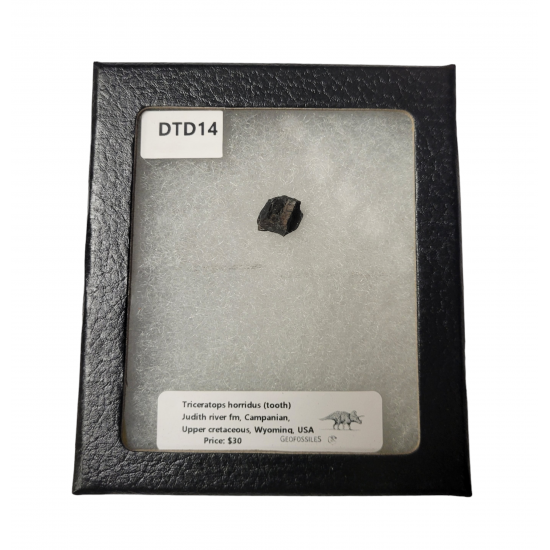triceratops horridus (tooth)