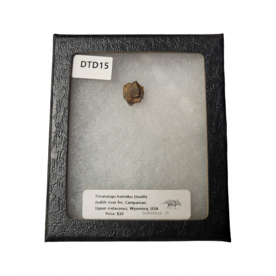 triceratops horridus (tooth)