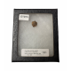 triceratops horridus (tooth)