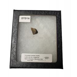 triceratops horridus (tooth)