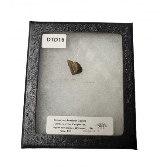triceratops horridus (tooth)