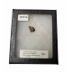 triceratops horridus (tooth)
