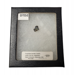 triceratops horridus (tooth)