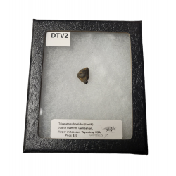 triceratops horridus (dent)