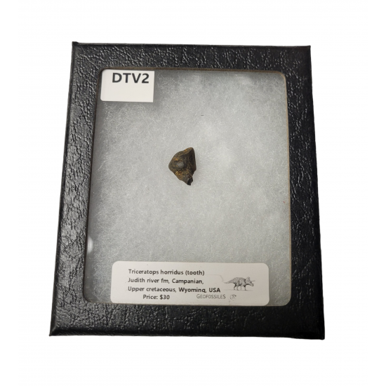 triceratops horridus (tooth)