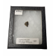 triceratops horridus (tooth)