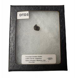 triceratops horridus (dent)