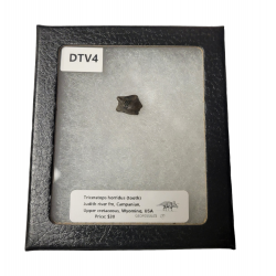 triceratops horridus (dent)