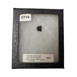 triceratops horridus (tooth)