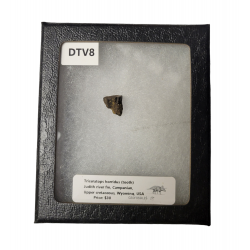 triceratops horridus (tooth)