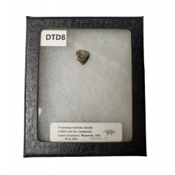 triceratops horridus (dent)