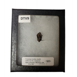 triceratops horridus (dent)