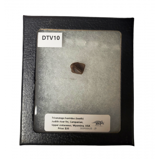 triceratops horridus (tooth)