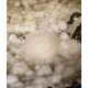 Okenite - gyrolite